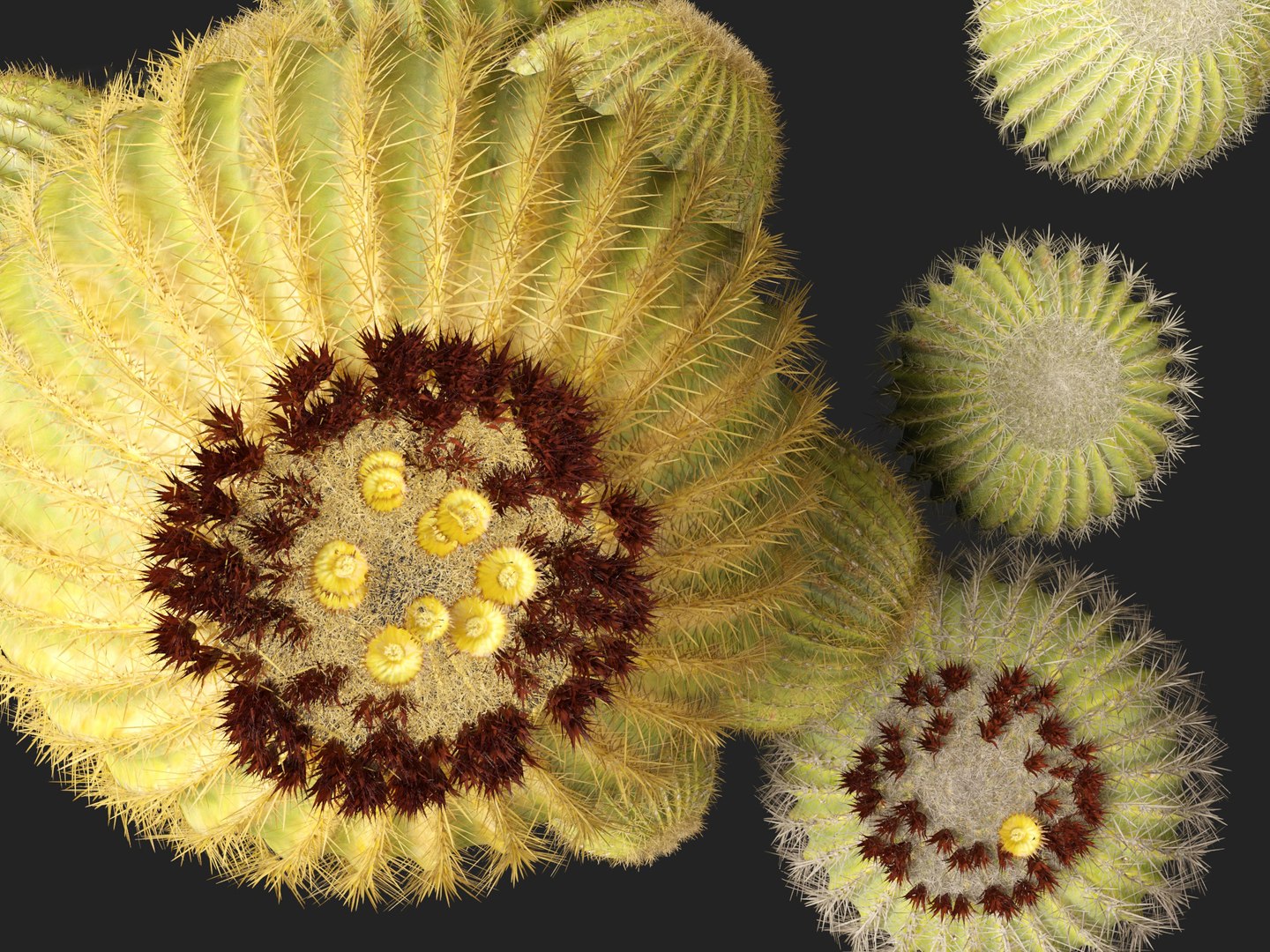 Echinocactus grusonii -  Golden Barrell Cactus - HighPoly And LowPoly Included 3D model https://p.turbosquid.com/ts-thumb/5y/9h2FpD/7n/echinocactusgrusonii0114/jpg/1731668949/1920x1080/fit_q87/89879b2c44b8a87a325c8a765882e4d2f7ecb817/echinocactusgrusonii0114.jpg
