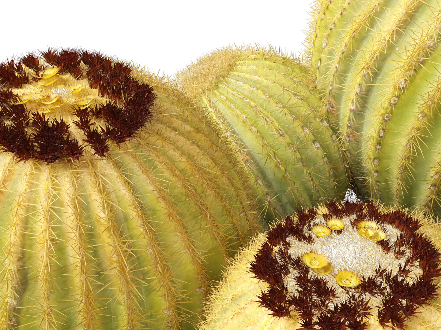 Echinocactus grusonii -  Golden Barrell Cactus - HighPoly And LowPoly Included 3D model https://p.turbosquid.com/ts-thumb/5y/9h2FpD/CQ/echinocactusgrusonii0111/jpg/1731668944/1920x1080/fit_q87/1b3fb3c4b3e17c8a7a978f0ed39061eedb31aa4e/echinocactusgrusonii0111.jpg