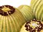 Echinocactus grusonii - Cactus Golden Barrell - HighPoly e LowPoly inclusi
