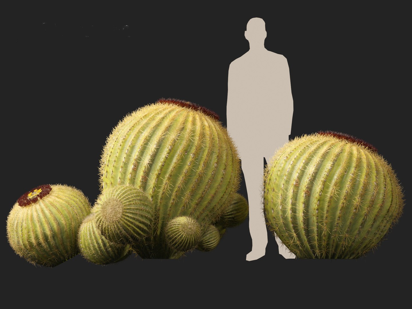 Echinocactus grusonii -  Golden Barrell Cactus - HighPoly And LowPoly Included 3D model https://p.turbosquid.com/ts-thumb/5y/9h2FpD/M5/echinocactusgrusonii016/jpg/1731668931/1920x1080/fit_q87/1b7e2542c5001830ad7a95319ba42db46ad23240/echinocactusgrusonii016.jpg
