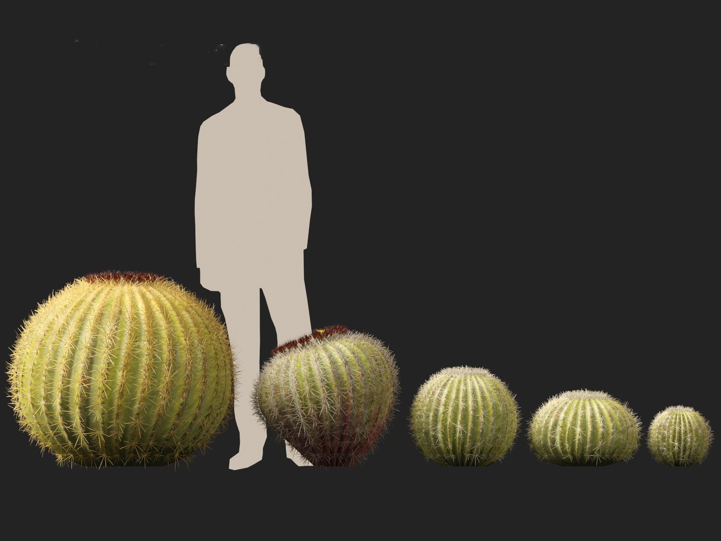 Echinocactus grusonii -  Golden Barrell Cactus - HighPoly And LowPoly Included 3D model https://p.turbosquid.com/ts-thumb/5y/9h2FpD/NQ/echinocactusgrusonii018/jpg/1731668935/1920x1080/fit_q87/97d20be8a28b6785e14b3fa5c7d20ac785dfdc77/echinocactusgrusonii018.jpg