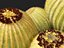 Echinocactus grusonii - Cactus Golden Barrell - HighPoly e LowPoly inclusi