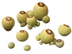 Echinocactus grusonii -  Golden Barrell Cactus - HighPoly And LowPoly Included 3D model
