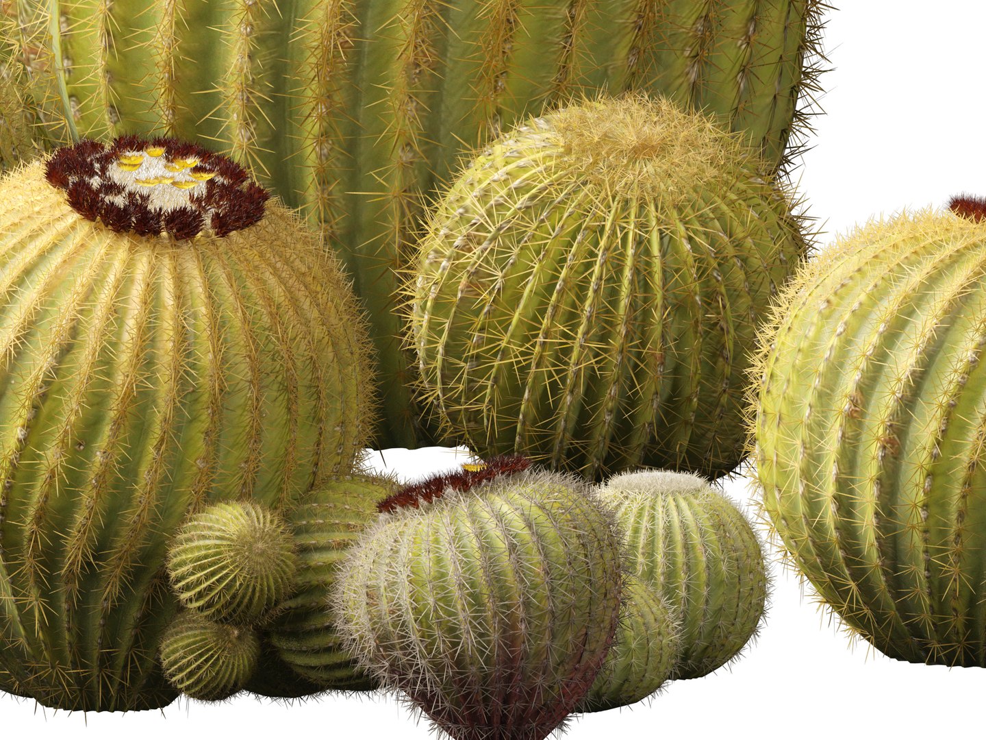 Echinocactus grusonii -  Golden Barrell Cactus - HighPoly And LowPoly Included 3D model https://p.turbosquid.com/ts-thumb/5y/9h2FpD/hz/echinocactusgrusonii0115/jpg/1731668957/1920x1080/fit_q87/469314a857491ea0bcf61260c0f43ad95b40caae/echinocactusgrusonii0115.jpg