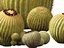 Echinocactus grusonii - Cactus Golden Barrell - HighPoly e LowPoly inclusi