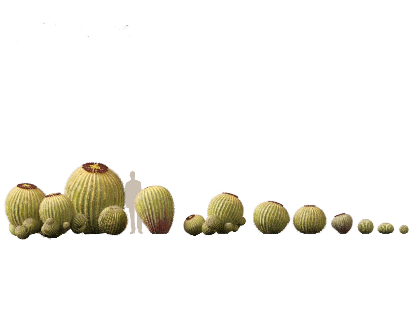 Echinocactus grusonii -  Golden Barrell Cactus - HighPoly And LowPoly Included 3D model https://p.turbosquid.com/ts-thumb/5y/9h2FpD/kc/echinocactusgrusonii011/jpg/1731668886/1920x1080/fit_q87/14c6191d4a98e2dbc4b3572889abd6ecaa4e93e1/echinocactusgrusonii011.jpg