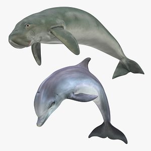 marine mammals 3D model