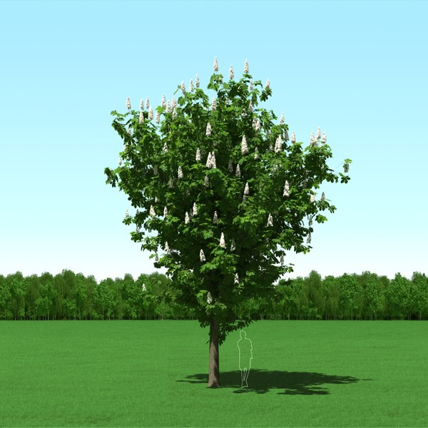 modelo 3d Árbol De Castaño En Flor (Castanea) gratis - TurboSquid 921799