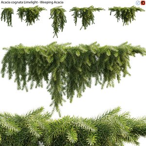 3D Acacia cognata Limelight 02 model