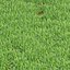 Graswiesenhalme 3D-Modell