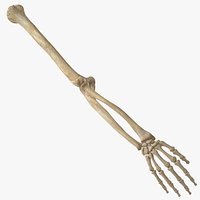 Real Human Arm Bones Hand Ulna Radius Humerus Anatomy 01