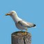 herring gull rigged animation 3d model