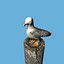 herring gull rigged animation 3d model