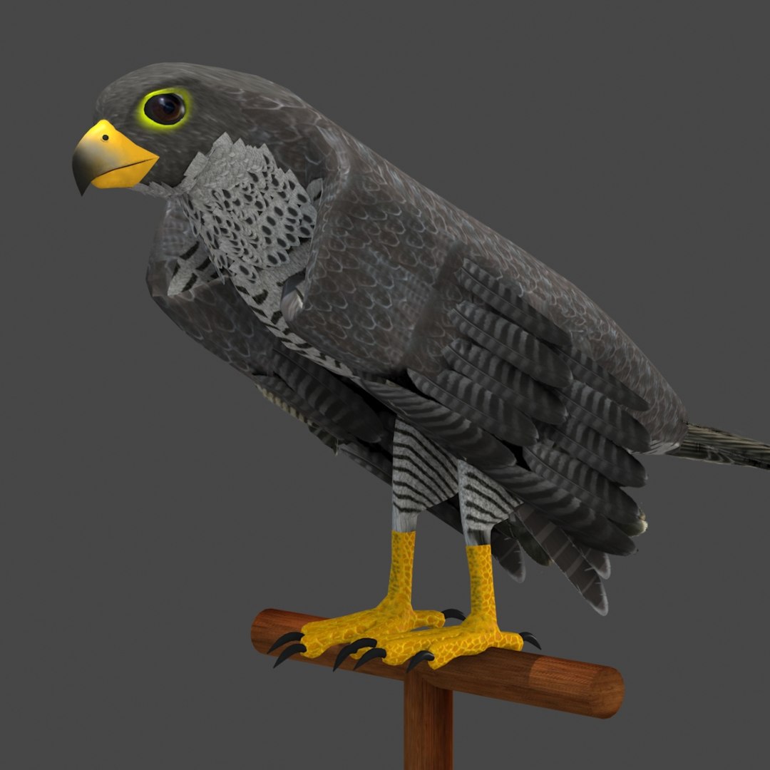 3D Peregrine Falcon Animated - TurboSquid 2066577