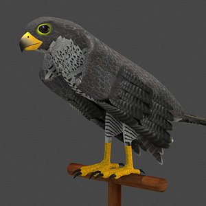 Peregrine falcon Animated