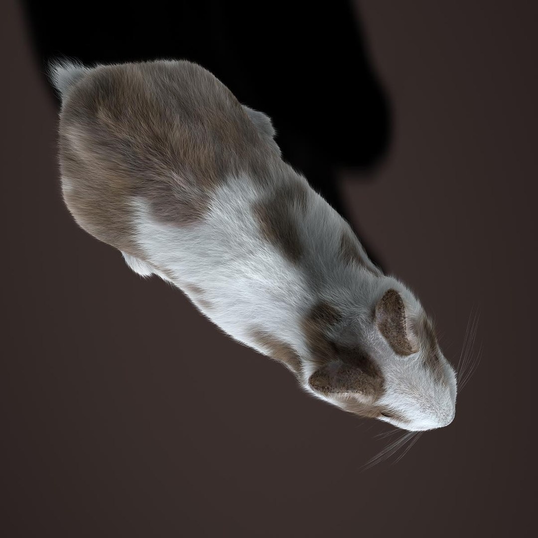 Rabbit Spotted Rigged Fur Ma