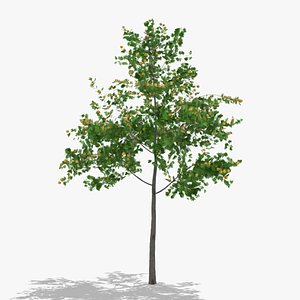 hawthorn fruits hight poly
