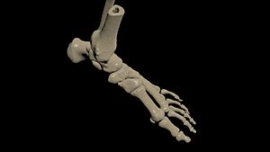 foot bone 3D model