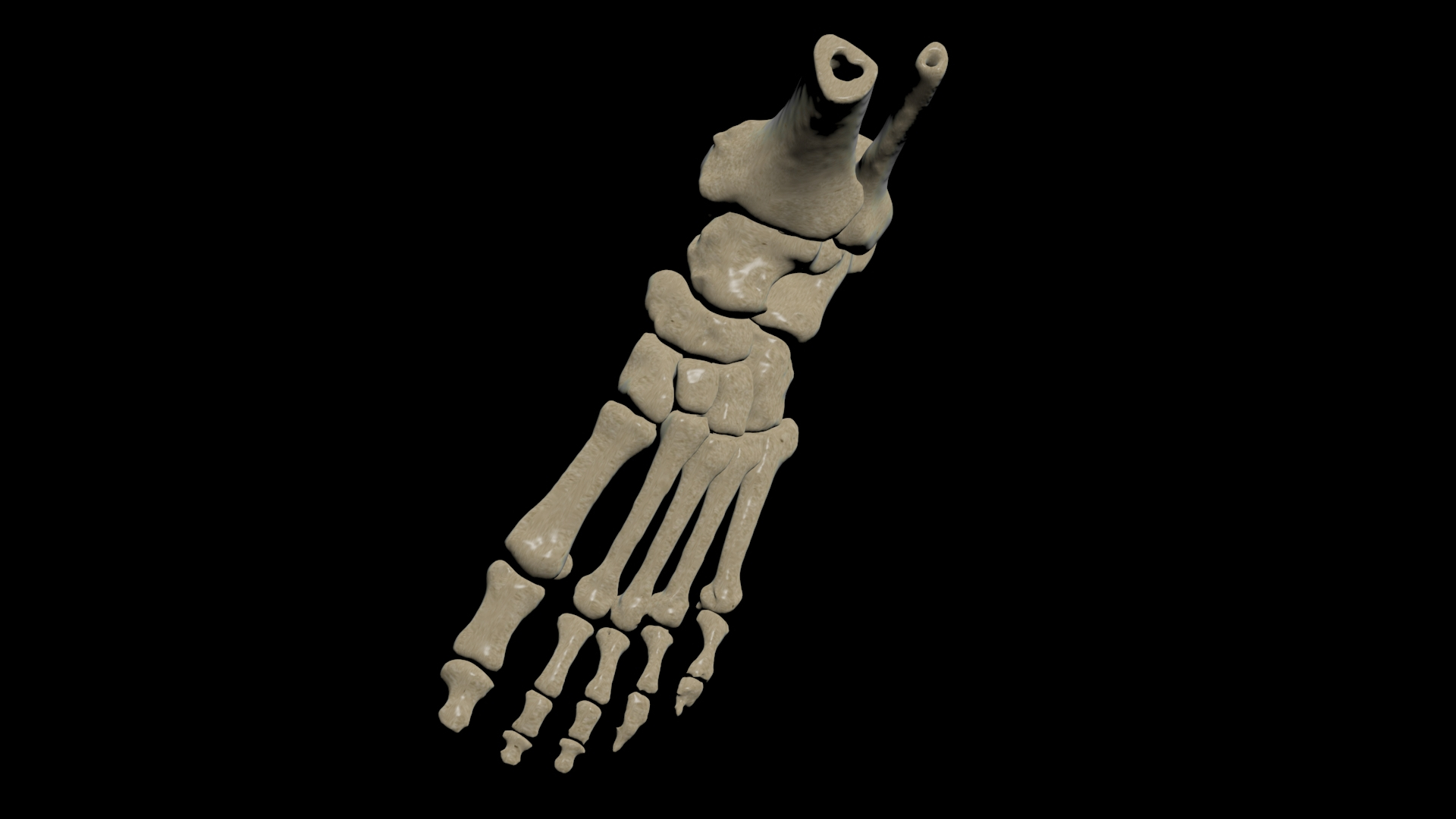 foot bone3d模型