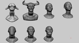 3D head anatomy model