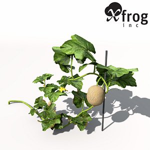XfrogPlants Cantaloupe