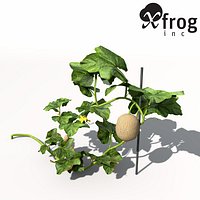 XfrogPlants Cantaloupe