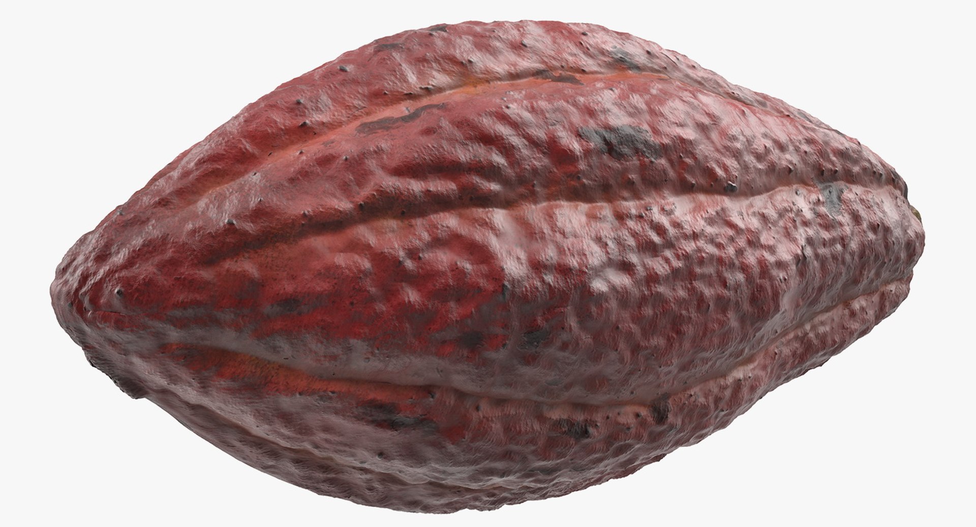 3D brown cocoa fruit https://p.turbosquid.com/ts-thumb/5z/J3jSu0/099dUGWs/browncocoafruitmb3dmodel003/jpg/1548928464/1920x1080/fit_q87/731582729a4999c7b176937da79e96b6777547d3/browncocoafruitmb3dmodel003.jpg