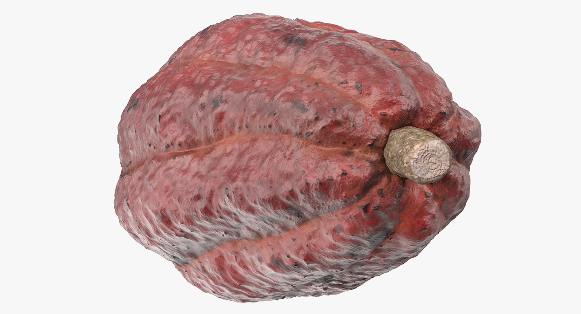 3D brown cocoa fruit https://p.turbosquid.com/ts-thumb/5z/J3jSu0/kK1dIiby/browncocoafruitmb3dmodel007/jpg/1548928484/1920x1080/fit_q87/092a39d89864e0cba442630f4708de844a513aac/browncocoafruitmb3dmodel007.jpg