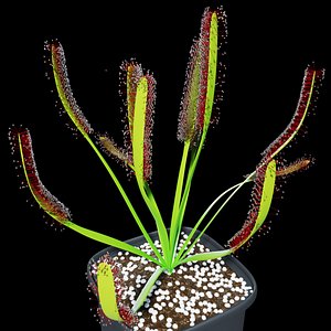 3D plant sundew model