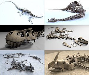 Dinosaur Skeletons