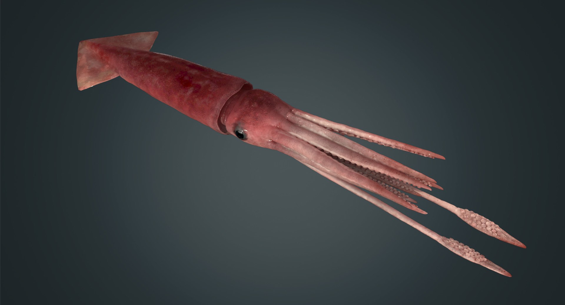 3D Model Giant Squid - TurboSquid 1170832