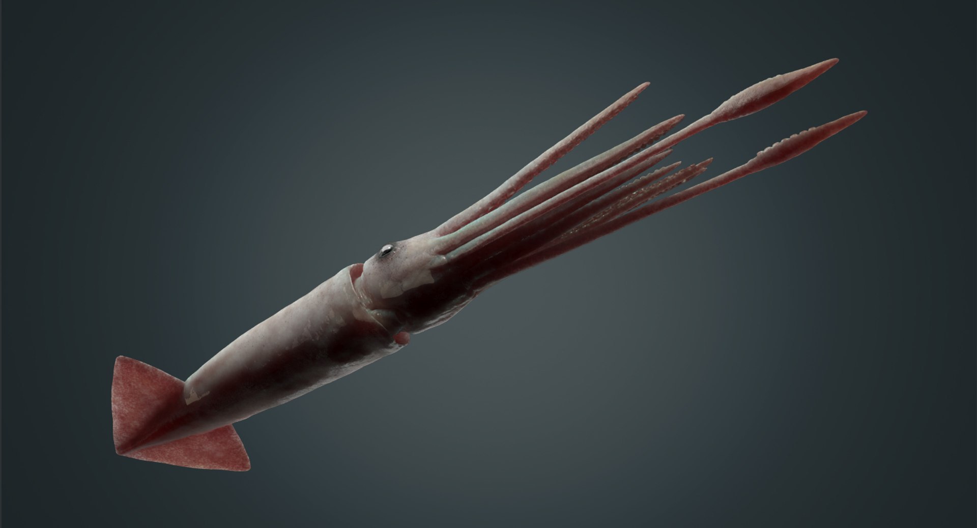 3D model giant squid - TurboSquid 1170832