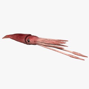 3D model giant squid