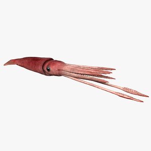 Squid