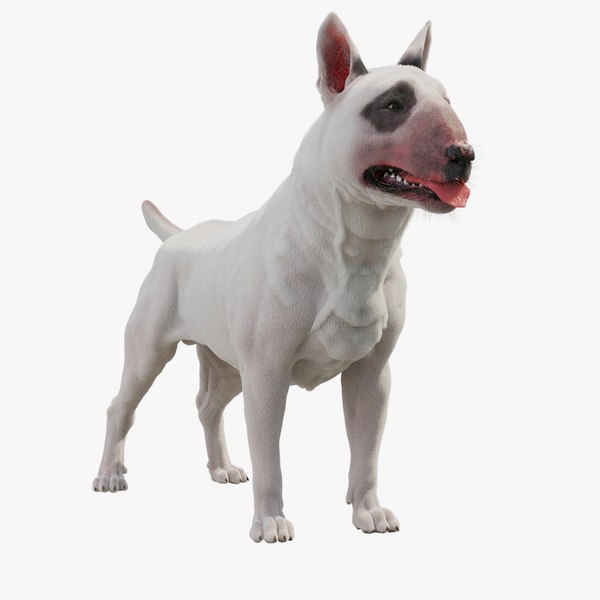 bull terrier dog 3D