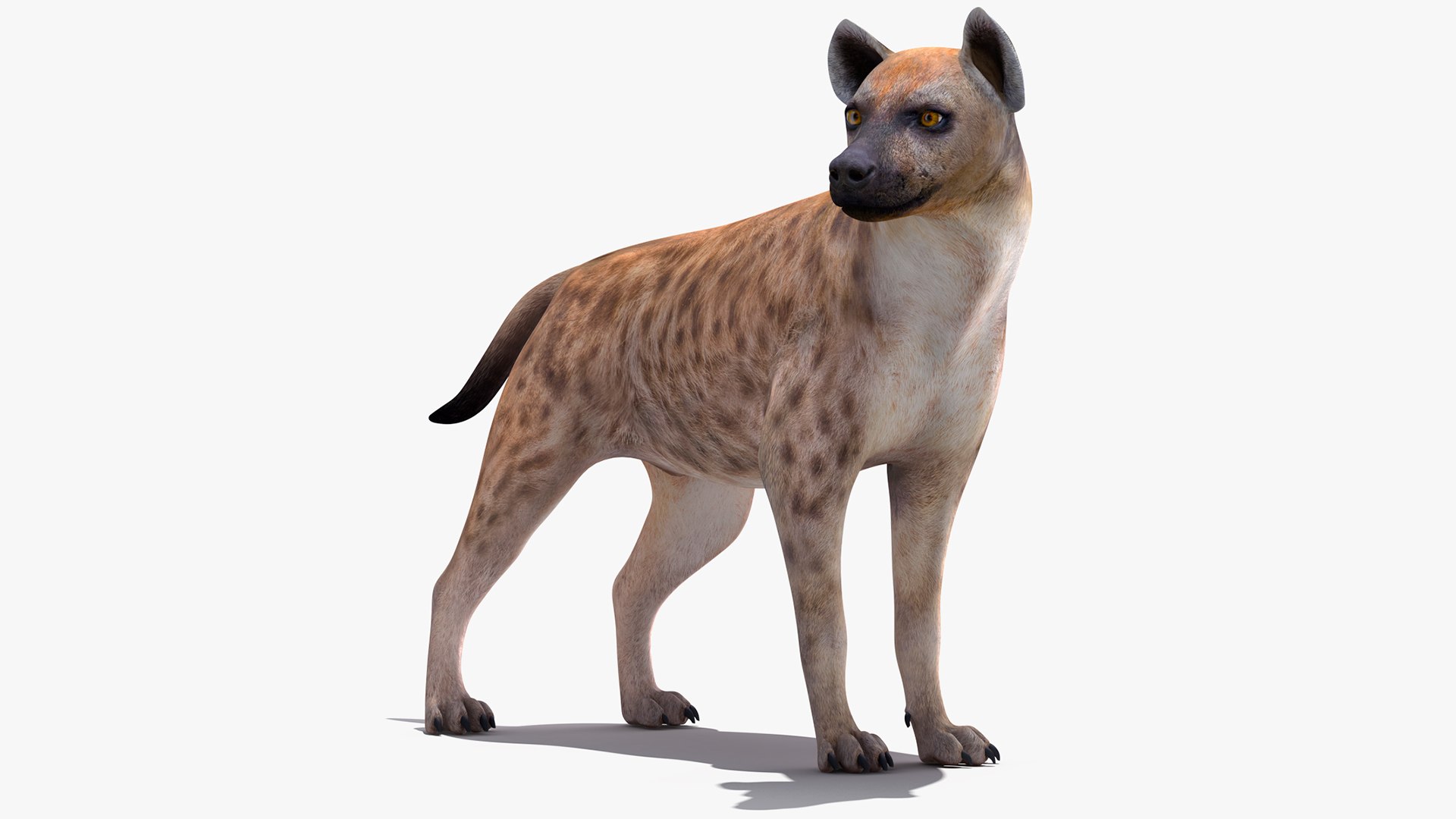 Hyena Rigged for Maya 3D model preview