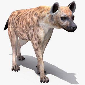 Hyena Rigged for Maya