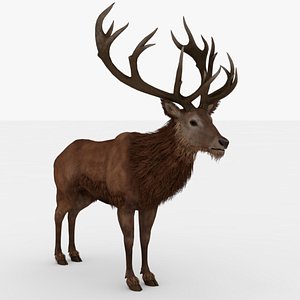 Red Stag Buck 3D