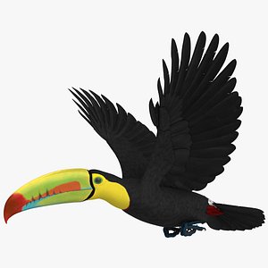 rigged keel-billed toucan model