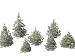 3D Picea pungens Baby Blue Eyes - Colorado spruce model