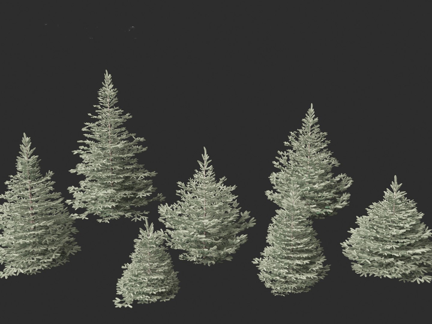 3D Picea pungens Baby Blue Eyes - Colorado spruce model - TurboSquid ...