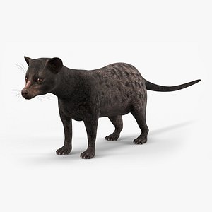 Asian Palm Civet Musang Dark Coat 3D