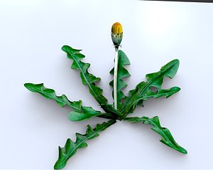 3D dandelions weed gardeners