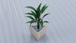 Dumb Cane 3D