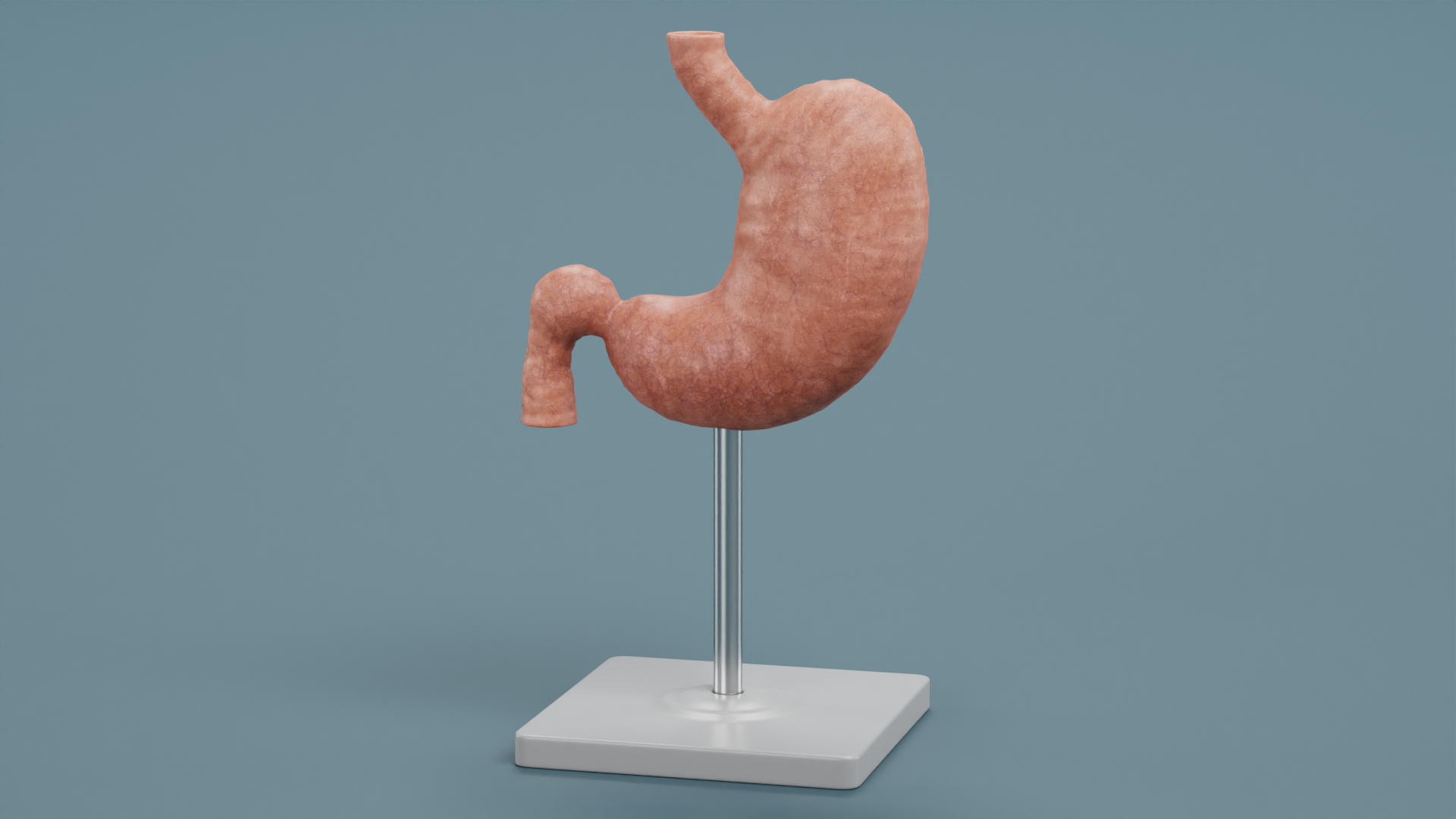 3D Stomach Model - TurboSquid 2026875