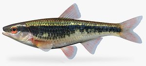 Luxilus cardinalis Cardinal Shiner