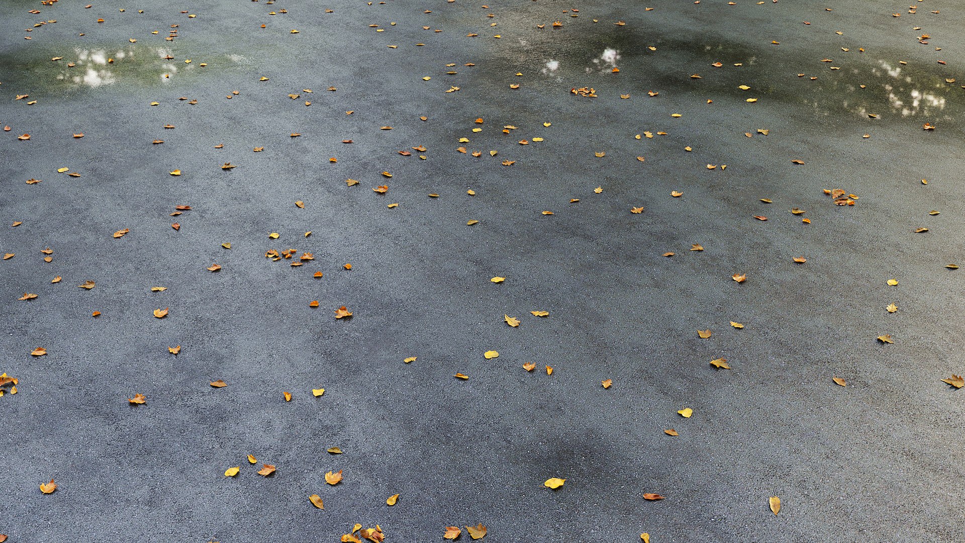Wet asphalt with leaves 3D model https://p.turbosquid.com/ts-thumb/60/AQcnMR/Sl/06/jpg/1750022316/1920x1080/fit_q87/d78ad14809163fc3cbe35b5f8e4167a0eed7ac6b/06.jpg