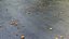 Wet asphalt with leaves