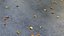 Wet asphalt with leaves