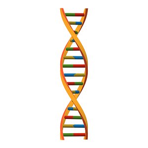DNA 3D model